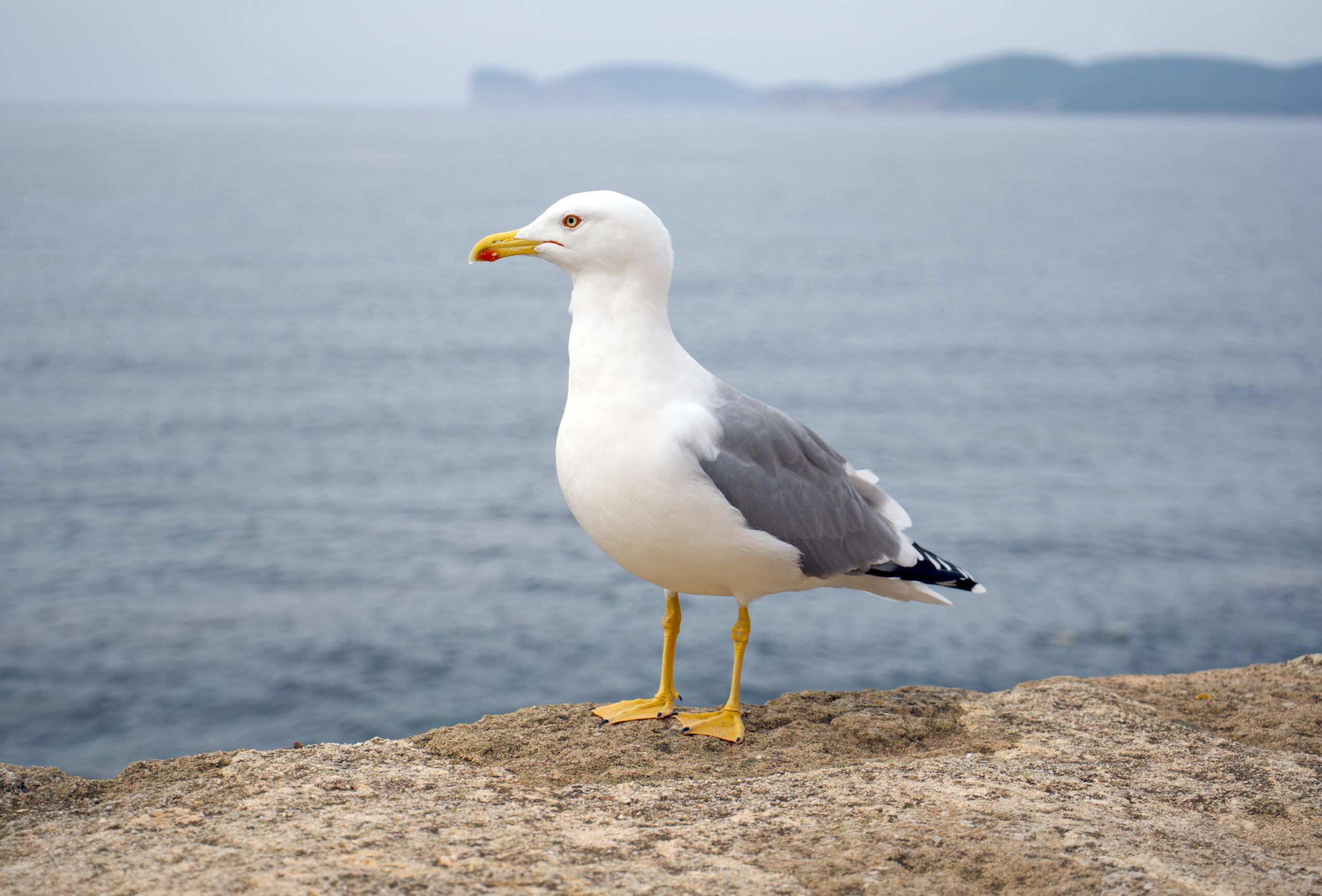 wildlife alghero sardinia